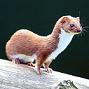 weasel spy